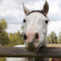 Horses behind a fence