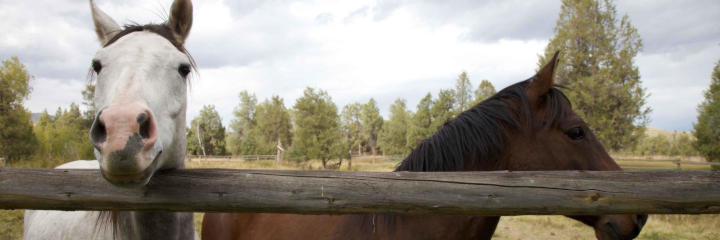 Horses behind a fence