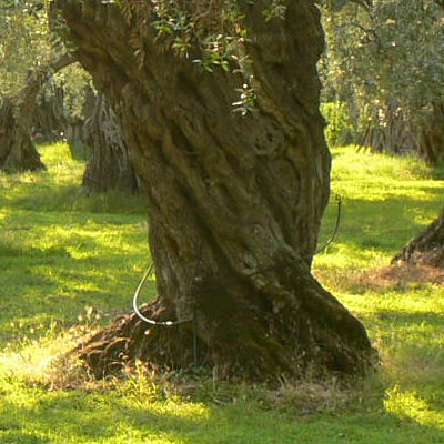 Olive trees on Thassos