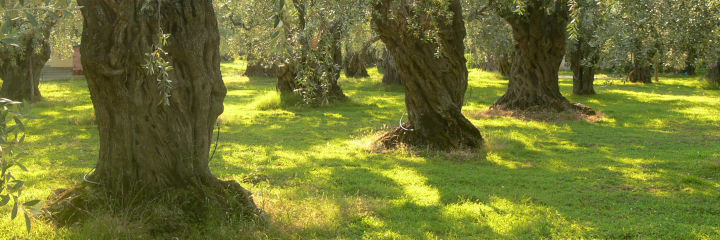 Olive trees on Thassos