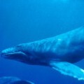 Humpback Whale underwater shot
