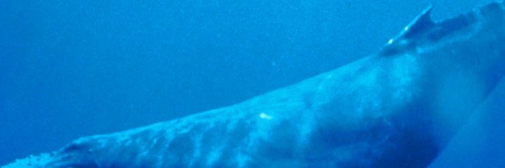 Humpback Whale underwater shot