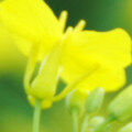 Canola Blooms